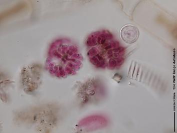 N011b 100x.JPG